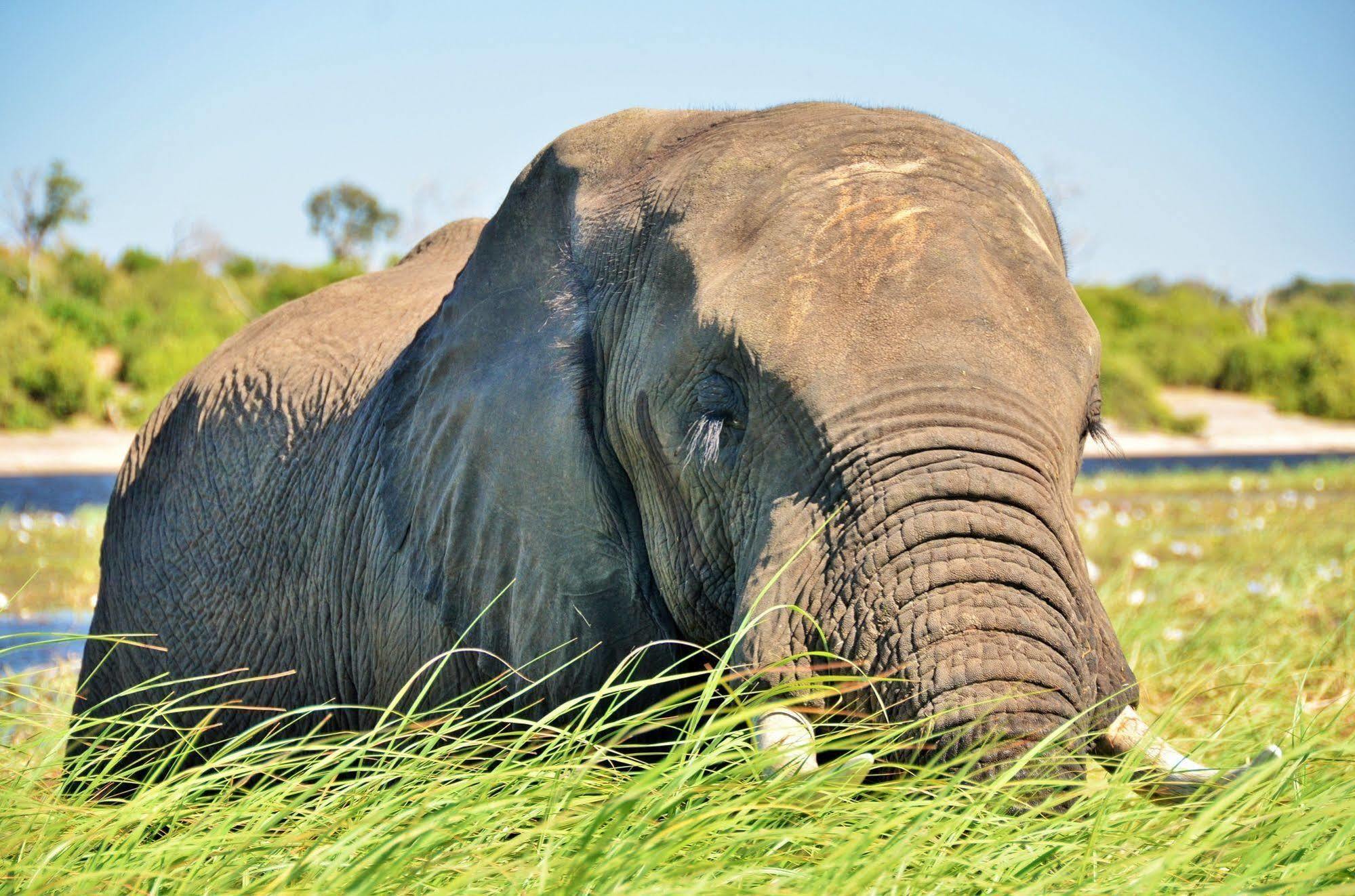Thebe River Safaris Kasane Exterior photo